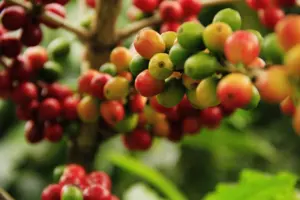 history of coffee