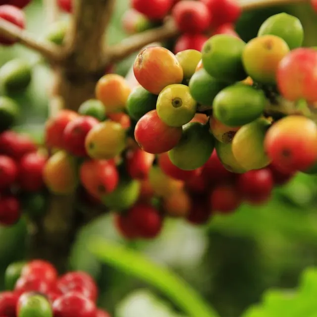 History of Coffee Explained