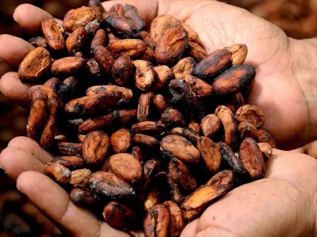 History of Chocolate Explained