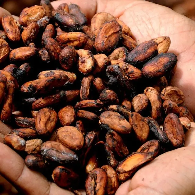 History of Chocolate Explained